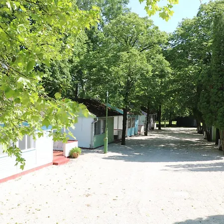 Tulipan